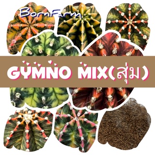 [ด่าง50เมล็ด] Gymno Mix เมล็ดยิมโน ลูกผสมด่างxด่าง แบบสุ่มคละลาย คละฝัก รวมในซองเดียว