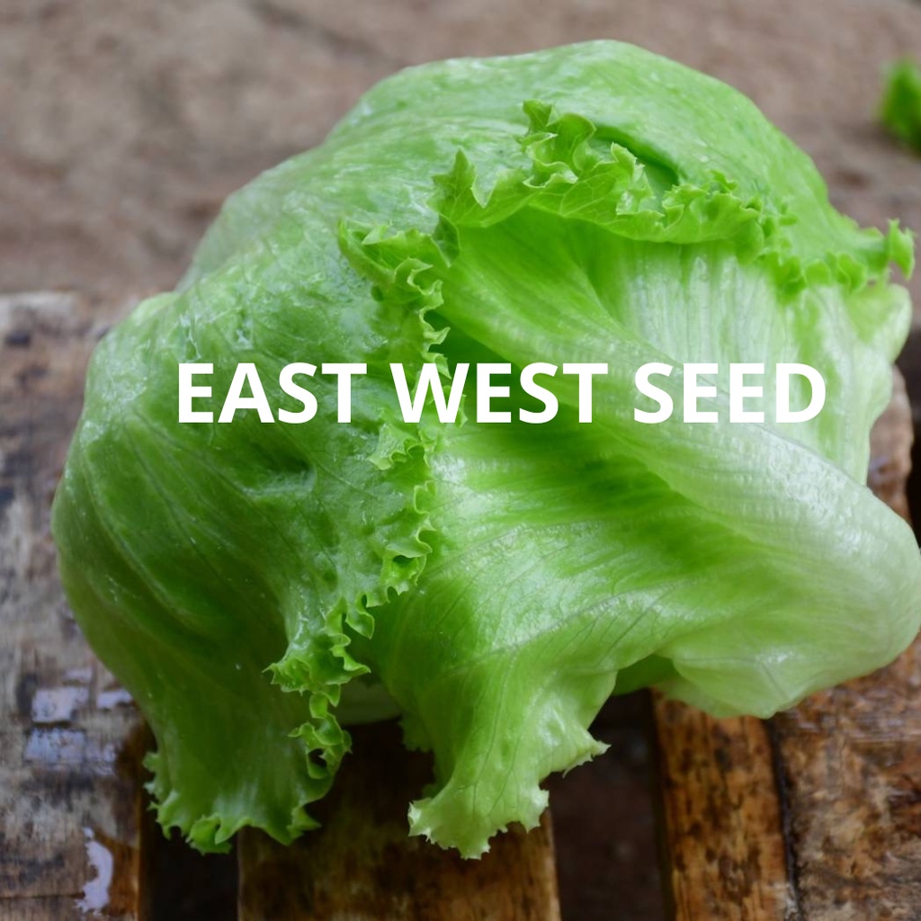 ศรแดง-เมล็ดพันธุ์ผักกาดแก้ว-กรอบแก้ว-east-west-seed-เมล็ดพันธุ์-ผักสวนครัว-ตราศรแดง