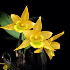 กล้วยไม้หวายจิ๋ว-เอื้องคำปากไก่-สวย-หอม-dendrobium-triconopus-สีเหลือง-1-ต้น