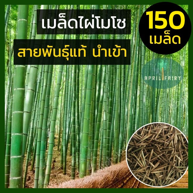 ไผ่โมโซ-สายพันธุ์แท้-เมล็ดไผ่-moso-bamboo-phyllostachys-edulis-เมล็ดพันธุ์ไผ่-เมล็ดไผ่โมโซ-ไผ่ลำเดียว-ไผ่ญี่ปุ่น