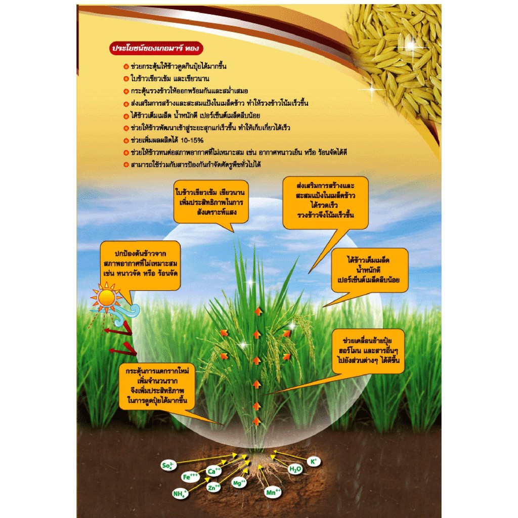 เกอมาร์-ทอง-goemar-thong-1-ลิตร-ธาตุอาหารที่มีส่วนผสมของสารจากธรรมชาติของสาหร่ายทะเล-ascophyllum-nodosum