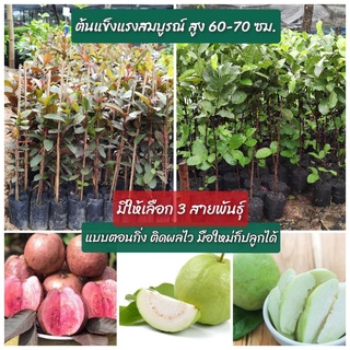 ต้นฝรั่งตอนกิ่ง สูง 60-70 ซม เลือกได้หลายสายพันธุ์