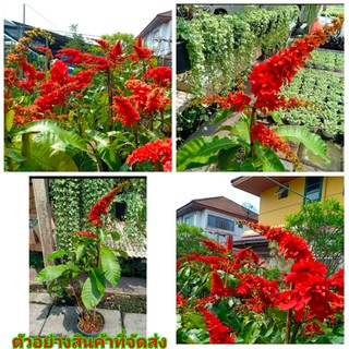 (ขาย ต้นพันธุ์) ดอก ต้น วาซีวีเซีย สีแดง แดง Vasivasia WARSZEWICZIA COCCINEA RUBIACEAE ภูษณิศา