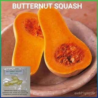 BUTTERNUT SQUASH SEEDS园艺/玫瑰/香菜/上衣/芹菜/手链/通心菜/木瓜/母婴/苹果/ 1SGY