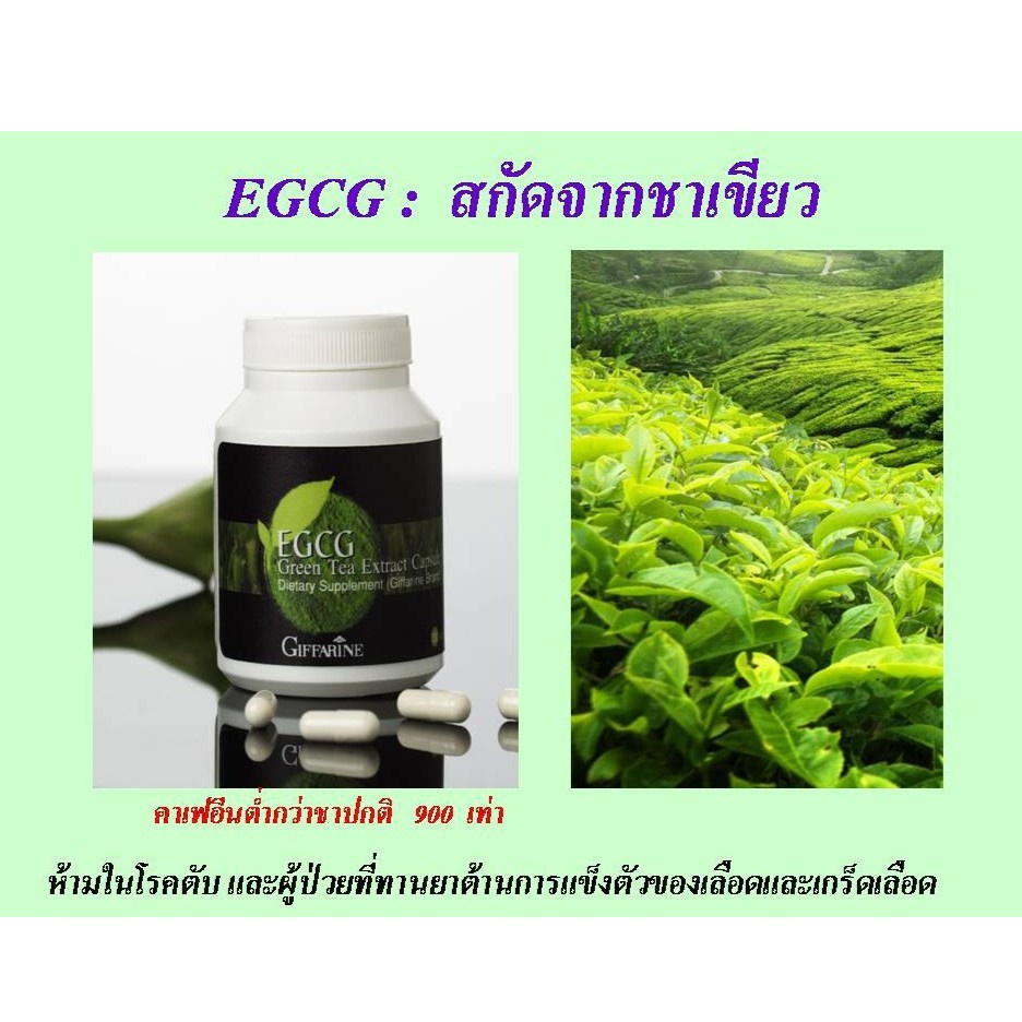 egcg-maxx-อี-จี-ซี-จี-แมกซ์-กิฟฟารีน-สารสกัดชาเขียว-อาหารเสริม-ชาเขียวลดน้ำหนัก-ควบคุมน้ำหนัก