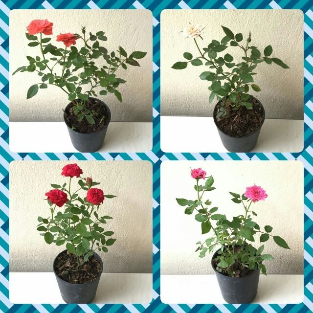 ddplants-กุหลาบจิ๋ว-หรือ-กุหลาบหนู