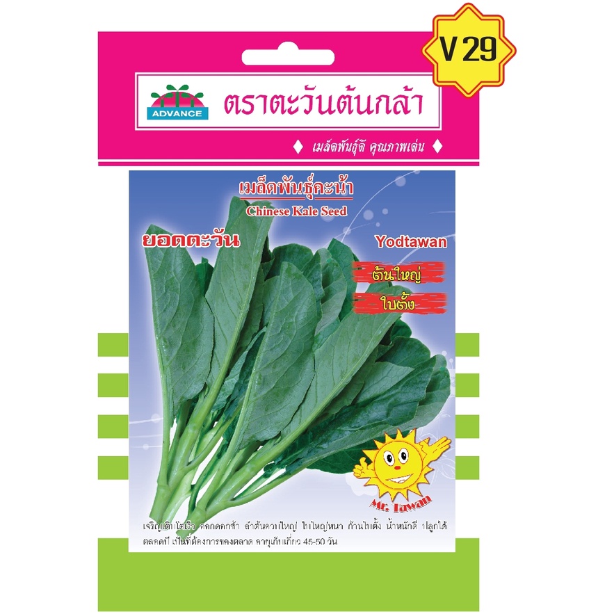 เมล็ดคะน้า-ยอดตะวัน-ตราตะวันต้นกล้า