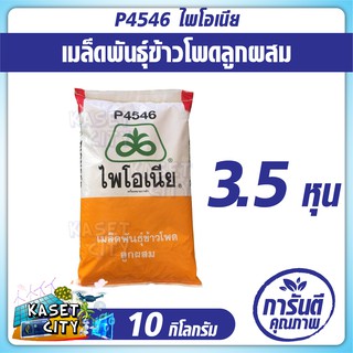 ข้าวโพดเลี้ยงสัตว์  ไพโอเนีย P4546 (3.5หุน) น้ำหนัก 10 กก. ข้าวโพด เมล็ดพันธุ์  เมล็ดผัก