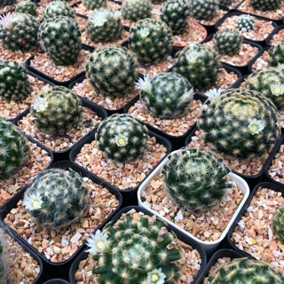 ภาพหน้าปกสินค้าแมม ขนนกเหลือง Mammilaria ไม้เพาะเมล็ด แคคตัส จากฟาร์ม cactusdreamyok ต้นไม้ กระบองเพชร cactus ที่เกี่ยวข้อง