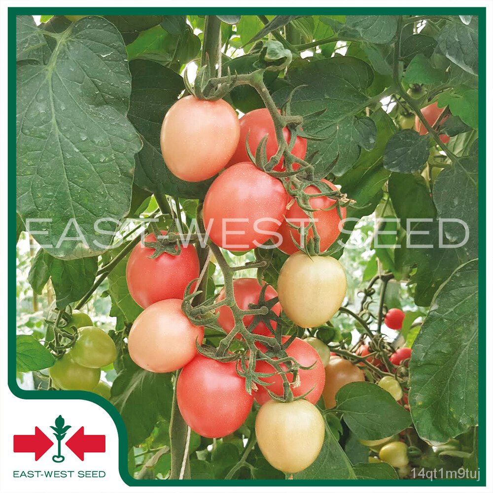 เมล็ดอวบอ้วน100-east-west-seed-เมล็ดพันธุ์มะเขือเทศ-tomato-seeds-แพรวชมพู-f1-เมล็ดพันธุ์ผัก-เมล็ดพันธุ์-ผักสวนครัว-เมล