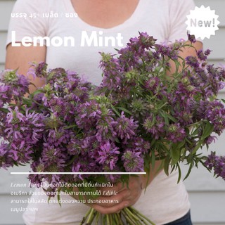 เมล็ดนำเข้า Lemon Mint