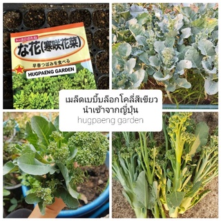 เมล็ดเบบี้บล็อกโคลี่ 10 เมล็ด 50 บาท (แท้ทำพันธุ์ได้แบ่งจากซองแท้ญี่ปุ่น)