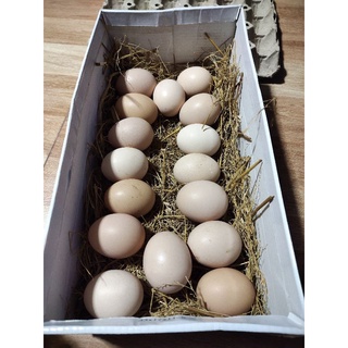 ภาพหน้าปกสินค้าไข่ไก่มีเชื้อ12ฟองแถม1ฟอง พันธุ์ไก่ไข่โรดไอส์แลนด์เรดอเมริกาพันธุ์แท้ ที่เกี่ยวข้อง