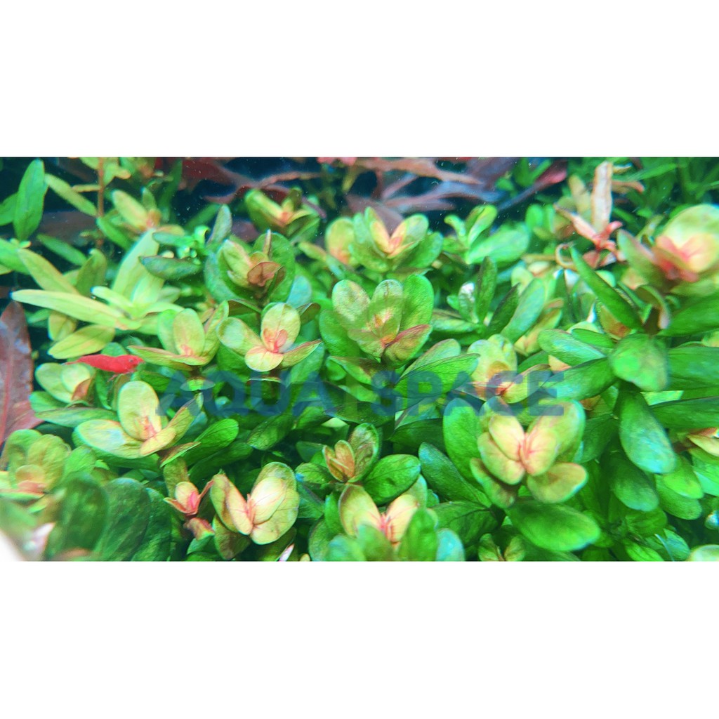 rotala-indica-bonsai-ก้านธูปเขียว-กลางตู้-หลังตู้-พรรณไม้น้ำ-ต้นไม้น้ำ-ตู้ไม้น้ำ-ไม้ข้อ-ไม้เขียว-ไม้แดง