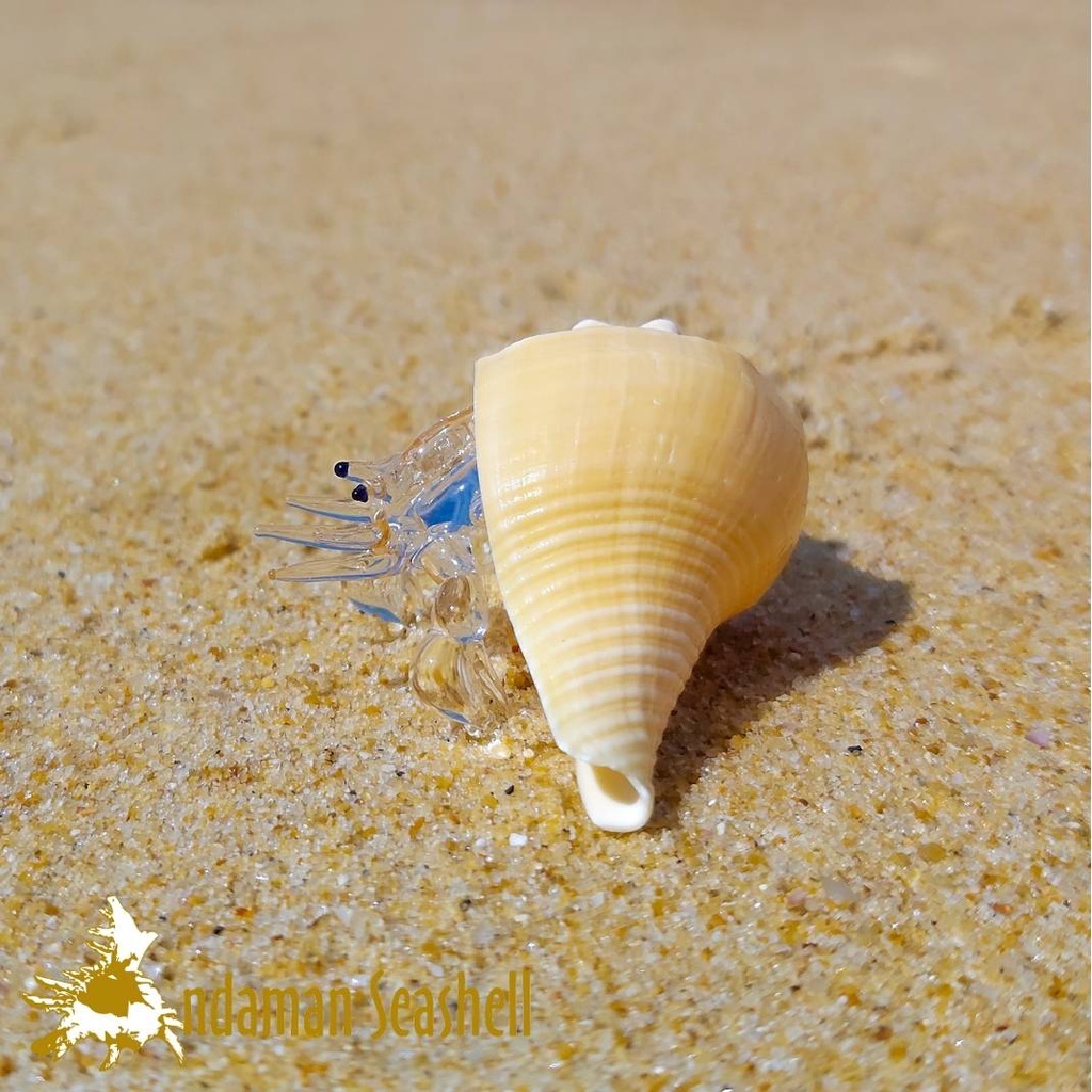 andaman-seashell-แก้วเป่าติดเปลือกหอย-รูปปูเสฉวน-ติดเปลือกหอย-84