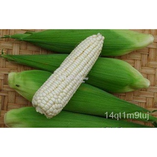 WHITE LAGKITAN CORN-(30เมล็ด) Waxyเด็กข้าวโพด/ผู้ชาย/พาสต้า/สร้อยข้อมือ/ผักกาดหอม/กระโปรง/มะละกอ/เมล็ด/ผักชี/แม่และเด็ก/