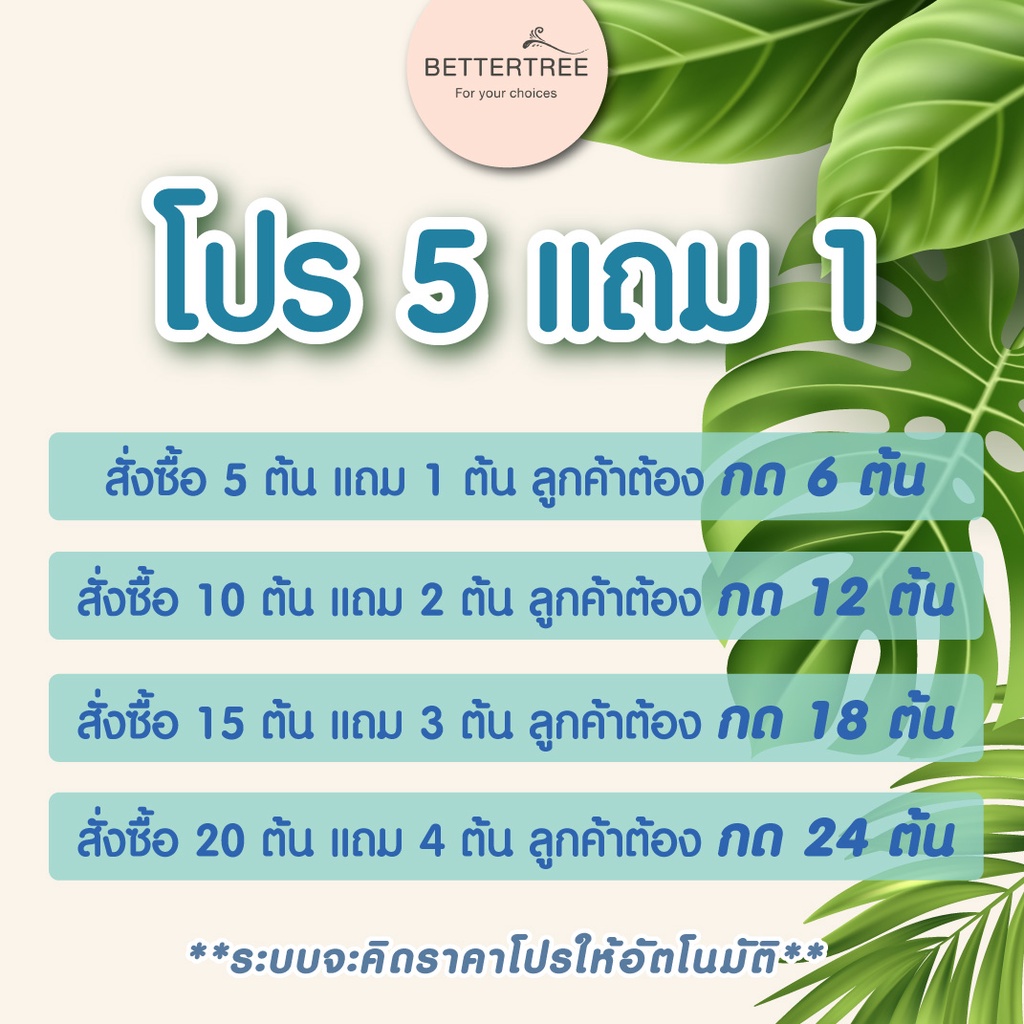 ภาพหน้าปกสินค้าพลูฉลุ (จำนวน 1 กิ่ง) ต้นไม้ฟอกอากาศ ต้นไม้ ต้นไม้น้ำ ต้นไม้ในร่ม monstera adansonii พลูฉลุ พลูด่าง จากร้าน bettertree บน Shopee