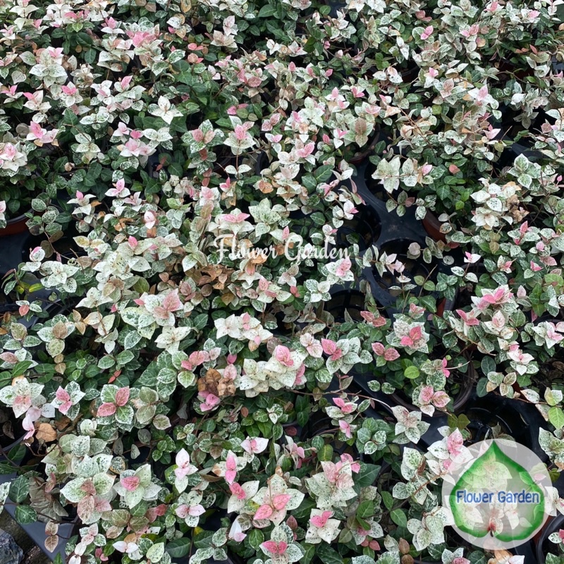 flower-garden-f114โตเกียวสโนว์-tokyo-snow-สีสวย-ใบด่างขาวชมพู