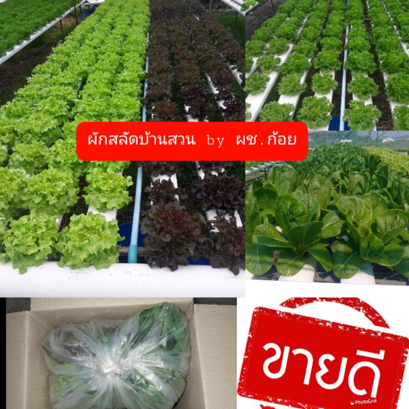 ภาพหน้าปกสินค้า(ส่ง 20-21มี.ค.) ผักสลัดสด ปลอดสารพิษ ผักสด กก.ละ 100บาท กรีนโอ๊ค เรดโอ๊ค คอส บัตเตอ ฟิลเล่ ราคาถูกภ