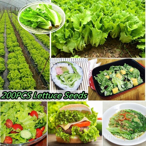 ถูก-ใหม่-สายพันธุ์บอนสี-เมล็ดพันธุ์-150-เมล็ด-lettuce-seeds-เมล็ดบอนสี-บอนสีหายาก-เมล็ดพันธุ์ผัก-พันธุ์ไม้ผล-เมล็ดดอก-u6