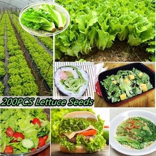 ถูก ใหม่ สายพันธุ์บอนสี เมล็ดพันธุ์ 150 เมล็ด Lettuce Seeds เมล็ดบอนสี บอนสีหายาก เมล็ดพันธุ์ผัก พันธุ์ไม้ผล เมล็ดดอก U6