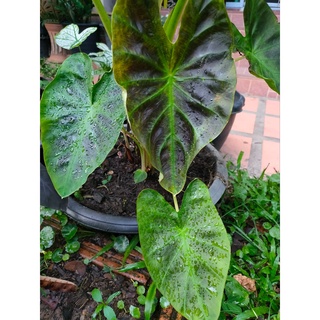 Colocasia Aloha บอนอโลฮ่า ส่งพร้อมกระถาง 4 นิ้ว