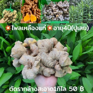 ภาพหน้าปกสินค้าไพลเหลืองสด1กิโล(ปูเลย)อายุ4ปีมีทั้งล้างสะอาด/และไม่ล้าง(ขอดูสินค้าก่อนจัดส่งได้ค่ะ) ซึ่งคุณอาจชอบราคาและรีวิวของสินค้านี้