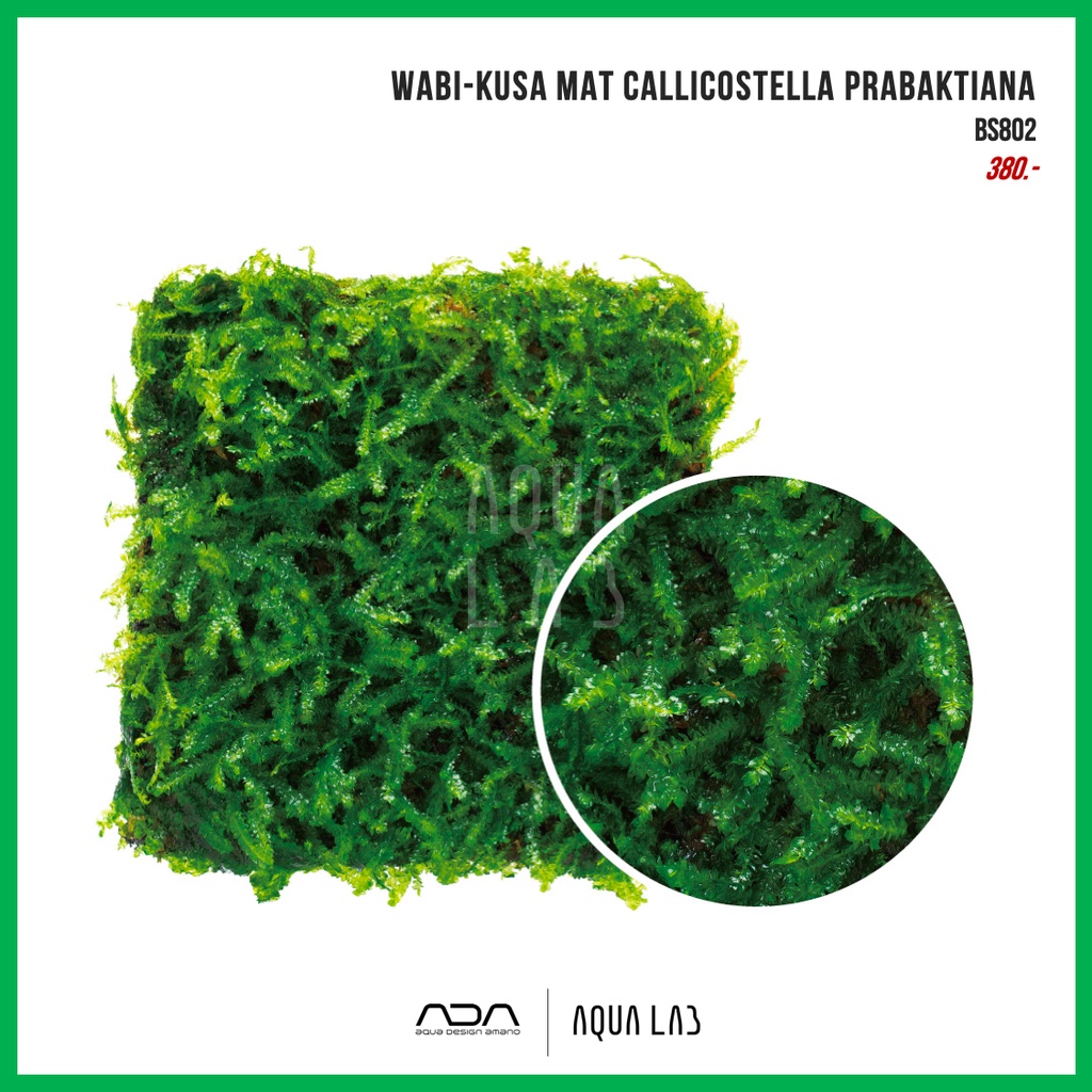 wabi-kusa-mat-callicostella-prabaktiana-ครีปปิ้งมอส-ไม้น้ำ-aquatic-plant