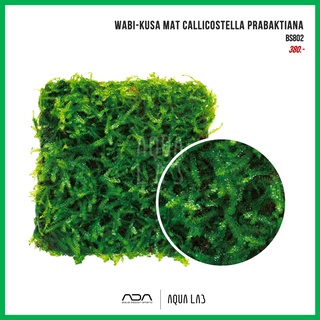 Wabi-Kusa Mat Callicostella prabaktiana (ครีปปิ้งมอส) [ไม้น้ำ - Aquatic Plant]