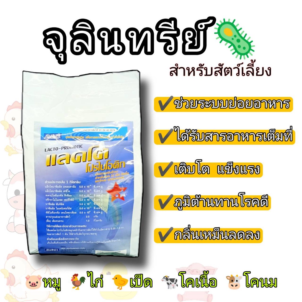 แลคโต-โปรไบโอติค-จุลินทรีย์สำหรับเลี้ยงสัตว์-หมู-ไก่-เป็ด-โคเนื้อ-โคนม