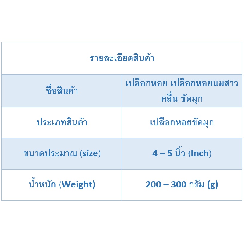 andaman-seashell-เปลือกหอย-เปลือกหอยนมสาวคลื่น-ขัดมุก