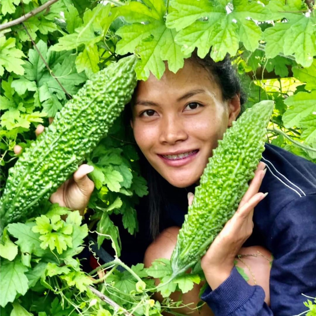 ขาย-เมล็ด-เมล็ด-มะระขี้นกใหญ่-มะระขี้นก-เมล็ดมะระขี้นกใหญ่-เมล็ดมะระขี้นก-มะระ-เมล็ดมะระ