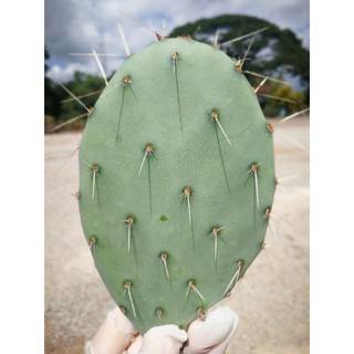 Opuntia Macrorhiza หนามเยอะ