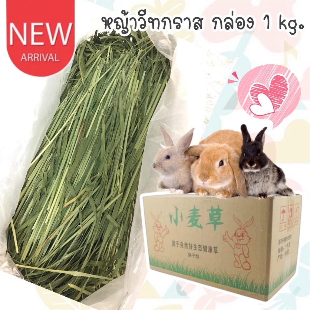 catholiday-หญ้าวีทกราส-กล่อง-1-กก-หญ้ากระต่าย-wheat-grass