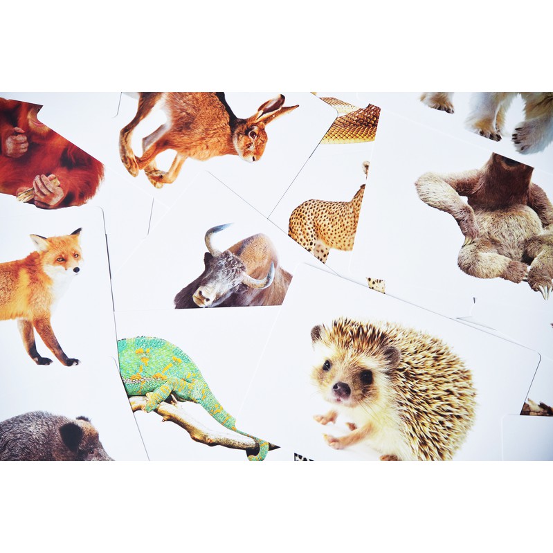 แฟลชการ์ดสัตว์ป่า-แผ่นใหญ่-flash-card-wild-animals-kp015-2winbooktoys