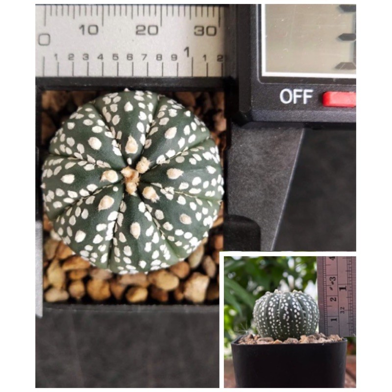 แอสโตรไฟตัม-แอสโตร-แอสโตรไฟรตัม-astrophytum