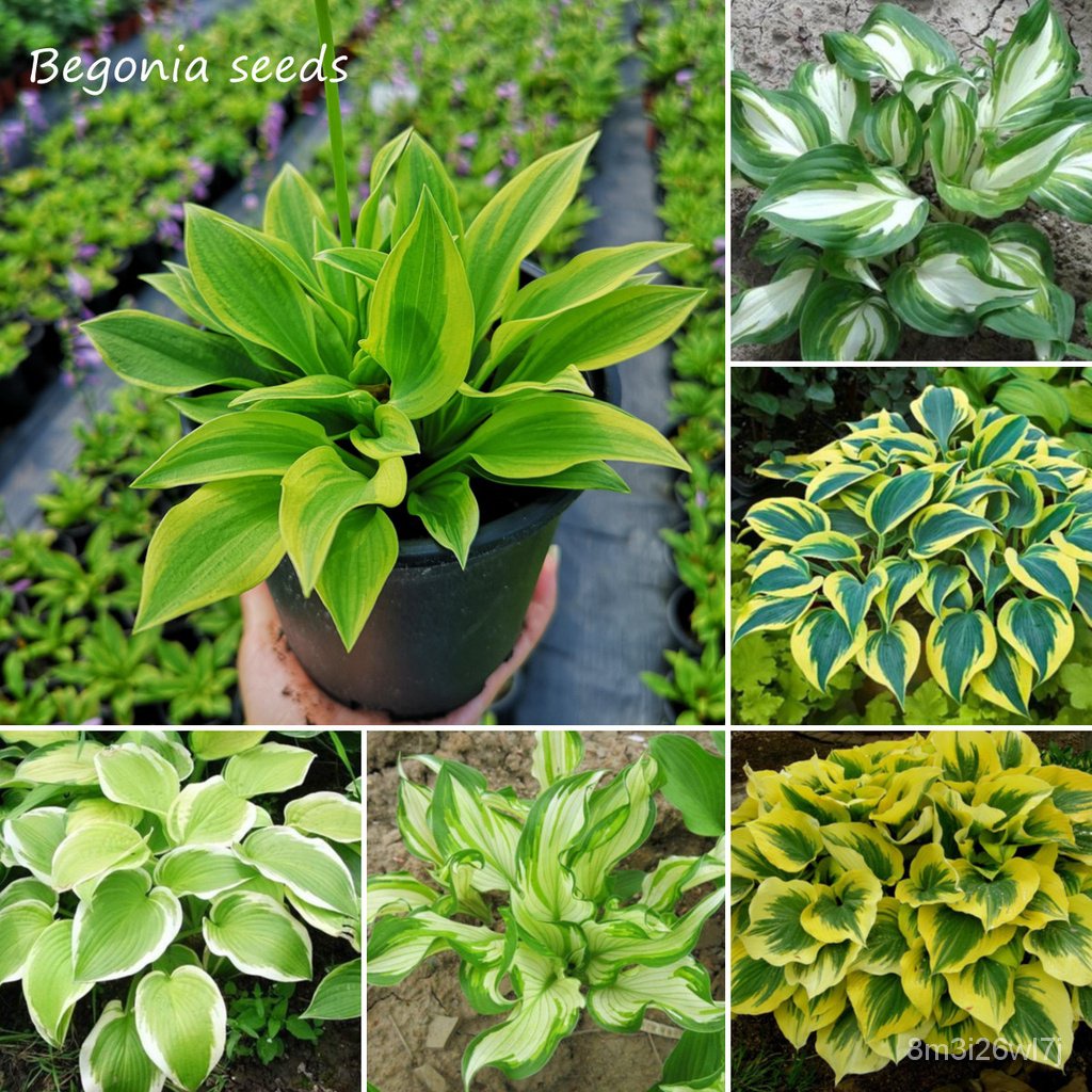 เมล็ดพันธุ์-ถูก-คละ-color-mixing-hosta-plantaginea-begonia-seeds-บรรจุ-50-ชิ้น-แพ็ค-ไม้ประดับ-แต่งบ้านและสวน-plants