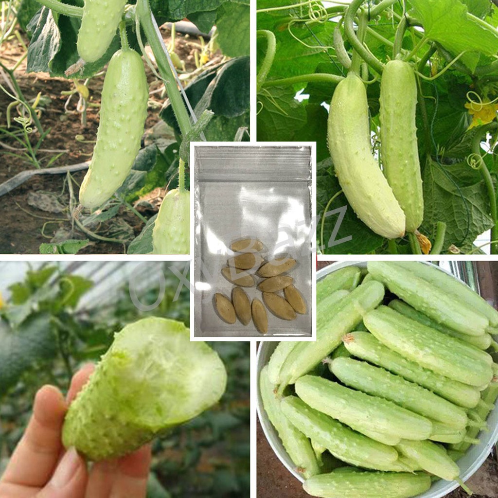 [10แถม1] เมล็ดพันธุ์แตงกวาขาว 10เมล็ด เมล็ดแตงกวาสีขาว White Cucumber