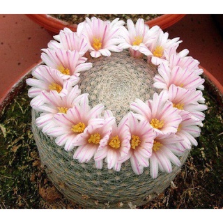 Mammilaria lenta เลนต้าแคคตัส cactus กระบองเพชร ออกดอกเป็นมงกุฎ