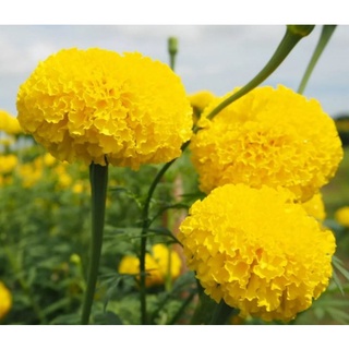 100 เมล็ด -เมล็ดพันธุ์ ดาวเรืองมหาโชค ดอกสีเหลือง ดาวเรืองตัดดอก ก้านดอกยาว ดอกใหญ่ : ร้าน dddOrchids