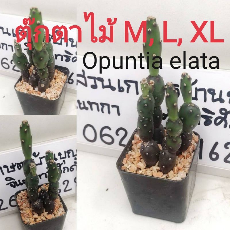 โอพันเทีย-เอลาต้า-opuntia-elata-คอนโดนางฟ้า-คอนโดนางฟ้าด่าง-แคสตัส-กระบองเพชร-ตุ๊กตาไม้-ไม้อวบน้ำ