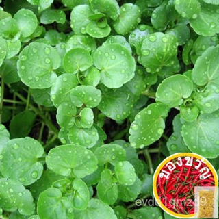 เมล็ดอวบอ้วน100%，ไทยในสต็อกพร้อมส่งเมล็ดพันธุ์ วอเตอร์เครส สลัดน้ำ (Watercress Seed) บรรจุ 500 เมล็ด คุณภาพดี ราคาถูก ขอ