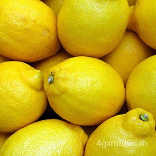 (ผู้ค้าส่งเมล็ดพันธุ์) เมล็ดเลมอนฝรั่งเศส 9 บ.ถูกที่สุด France Lemon งอกง่าย โตไว ให้ผลดกเมล็ดพันธุ์แรดิชปลูกผักสวนถูกที
