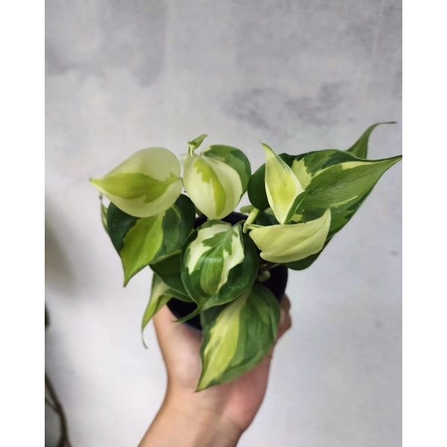 philodendron-cream-splash-บราซิล3สี-กระถาง-3