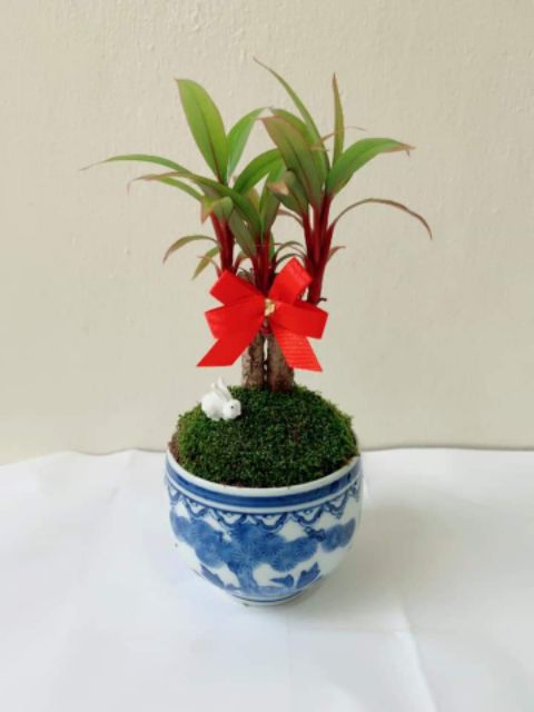 ddplants-ต้นไม้มงคล-ปูมอสดิน-กระถางเซรามิกญี่ปุ่นคละลาย