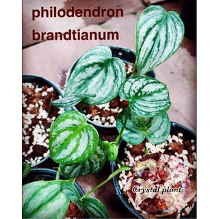philodendron brandtianumใบsilverสีเงิน