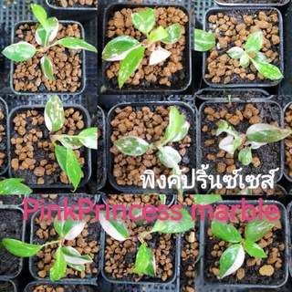 🌱ต้น​ Pink Princess,PINK MABEL Philodendron ฟิโลเดนดรอน พิ้ง ปริ้นเซส เจ้าหญิงสีชมพู ไม้เนื้อเยื่อ plant tissue culture