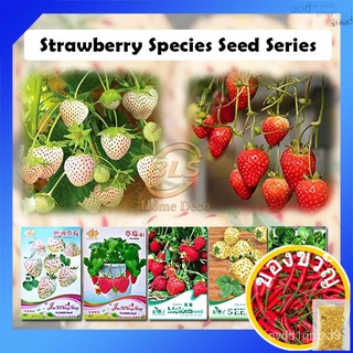 สตรอเบอร์รี่สดสายพันธุ์ผลไม้ชุดเมล็ด Segar Biji Bernih Strawberi สวนหม้อ YRFX