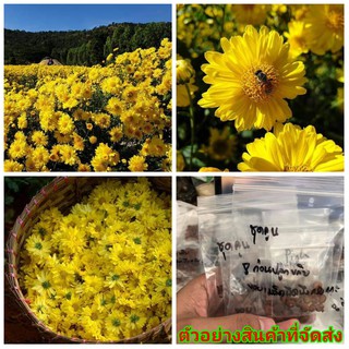 (ขาย เมล็ด ) ต้น ดอก เมล็ด ดอกเก็กฮวย เก็กฮวย Chrysanthemum เมล็ดพันธุ์ดอกไม้สวยงาม สีเหลือง