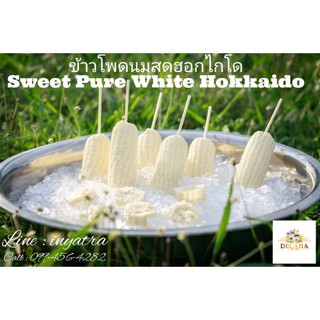 ภาพหน้าปกสินค้าข้าวโพดนมสดฮอกไกโด​ (รอบสุดท้าย)🥛🌽 6ฝักราคาส่ง พันธุ์หวานจากญี่ปุ่น ทานสด​ ฉ่ำนม กรอบ​ หวาน​ หอม​ 🏔️ แช่เย็นสดชื่นฟิน ❤️ ที่เกี่ยวข้อง